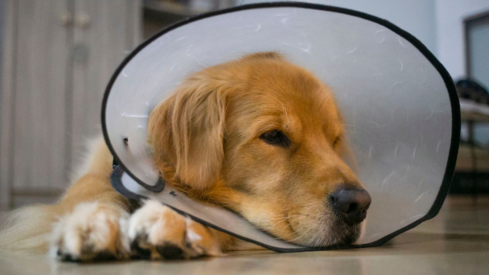Golden retriever resting calmly in a recovery cone after surgery
