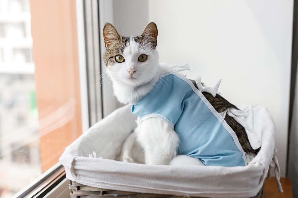 Soft tissue and oncologic surgery