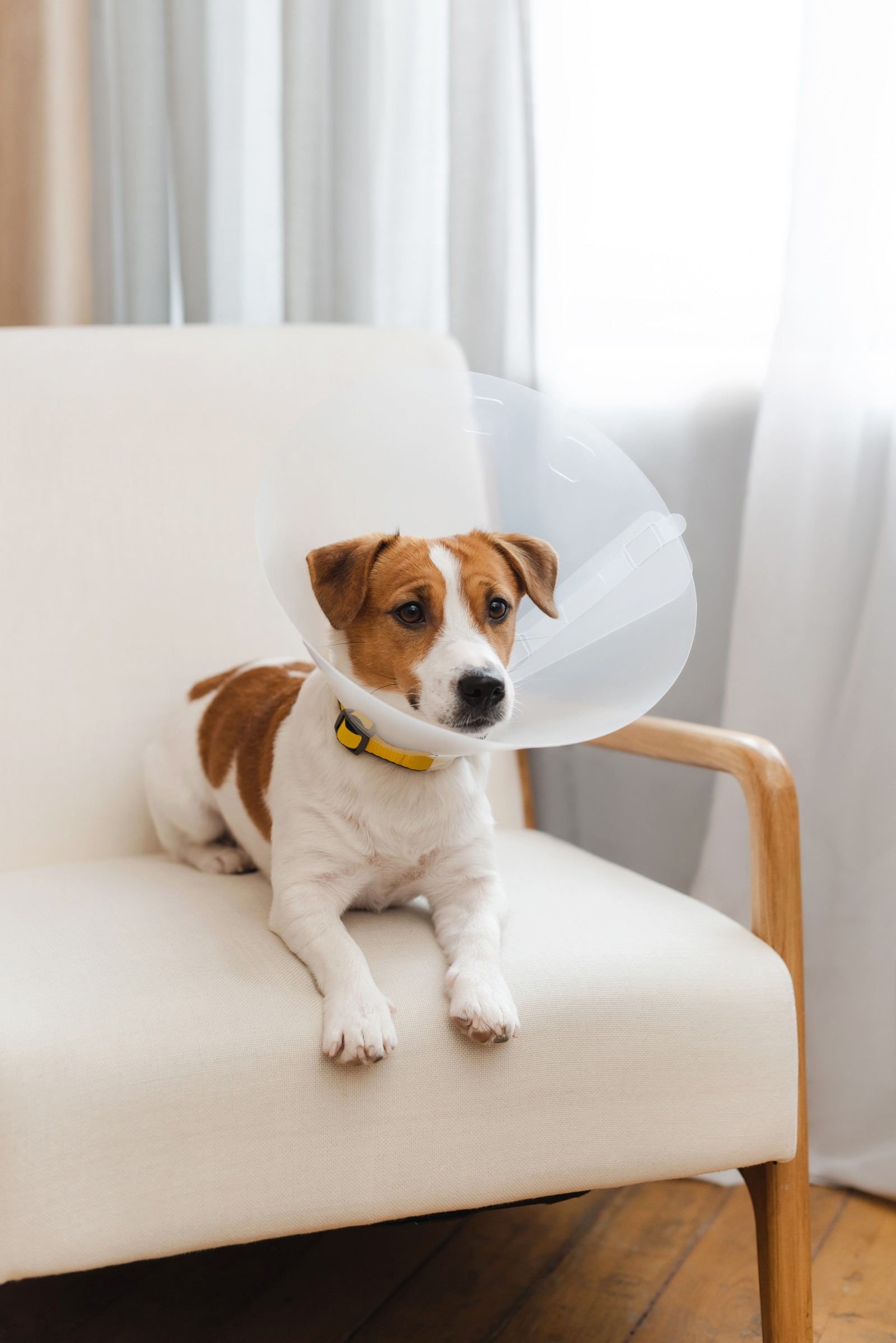 Dog wearing cone recovering from orthopedic surgery